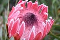 Colorful pink King Protea plant in the Botanical Garden in Cape Town in South Africa Ã¢â¬â the national flower of South Africa Royalty Free Stock Photo